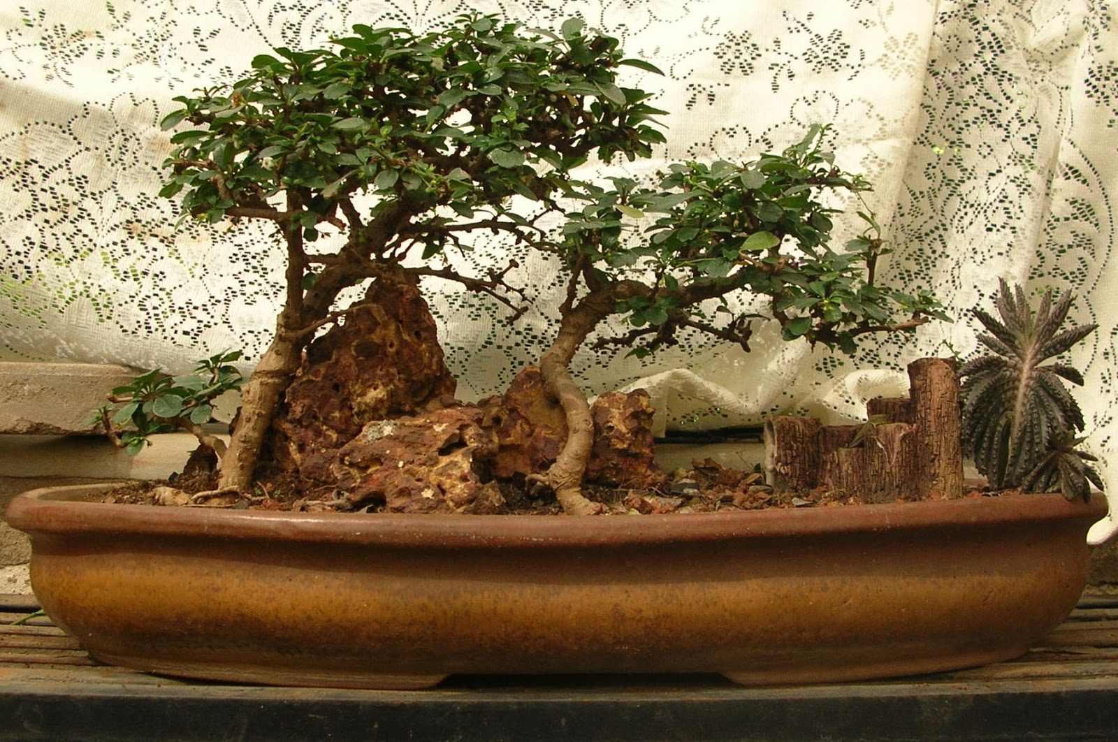 bosai plants for sale Green Ahmedabad