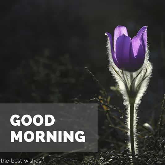 morning-monday-wishes-for-someone-special-with-purple-rose morning monday wishes for someone special with purple rose
