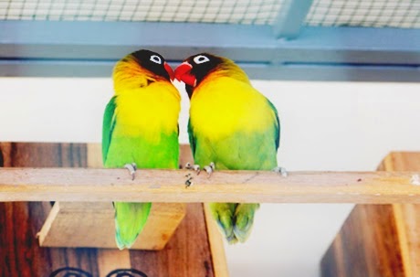 Berternak Burung Lovebird