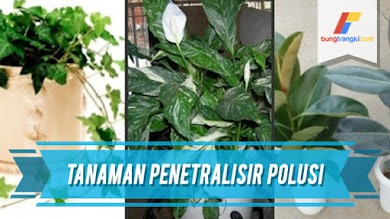 Luar Biasa! Hanya dalam 6 jam Tanaman Ini Mampu Menetralisir Udara Kotor Atau Polusi Luar Biasa! Hanya dalam 6 jam Tanaman Ini Mampu Menetralisir Udara Kotor Atau Polusi