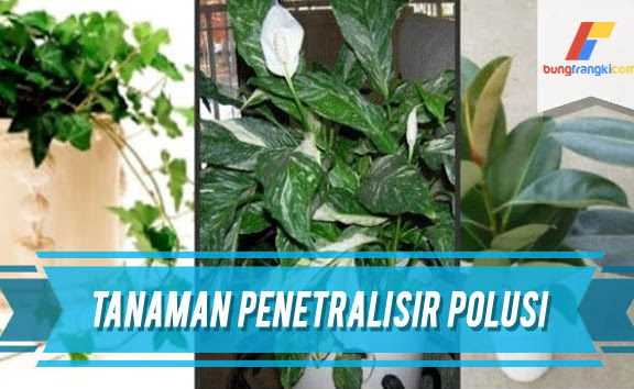 Luar Biasa! Hanya dalam 6 jam Tanaman Ini Mampu Menetralisir Udara Kotor Atau Polusi
