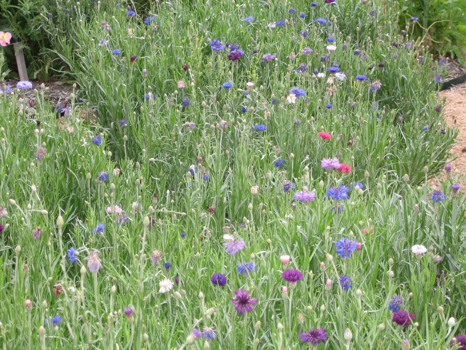 Lisa Bonassin's Garden What's Blooming Now Cornflowers 04/22/2010