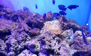 jakarta aquarium neo soho