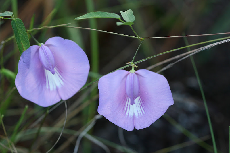Native Florida Wildflowers Spurred Butterfly Pea Centrosema virginianum