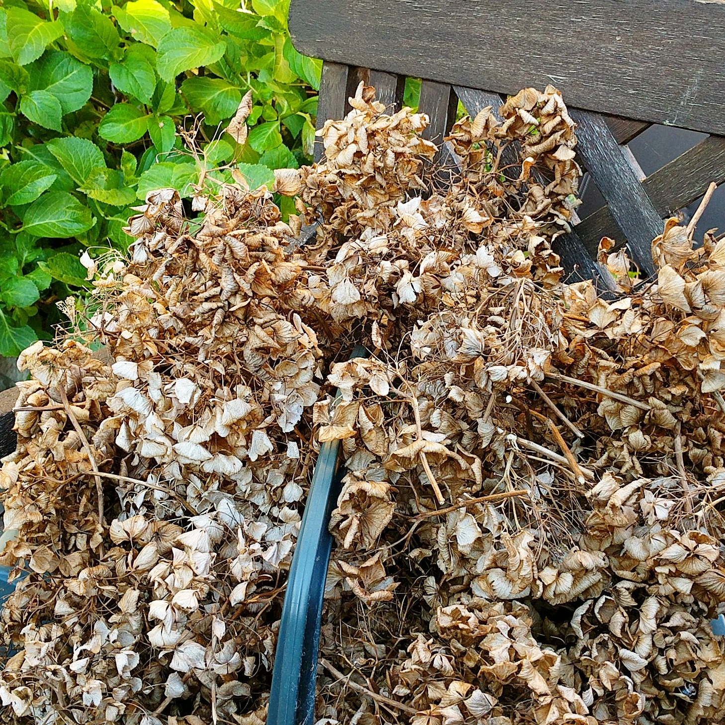 Three Dogs In A Garden Hydrangeas Care Basics Old New Varieties
