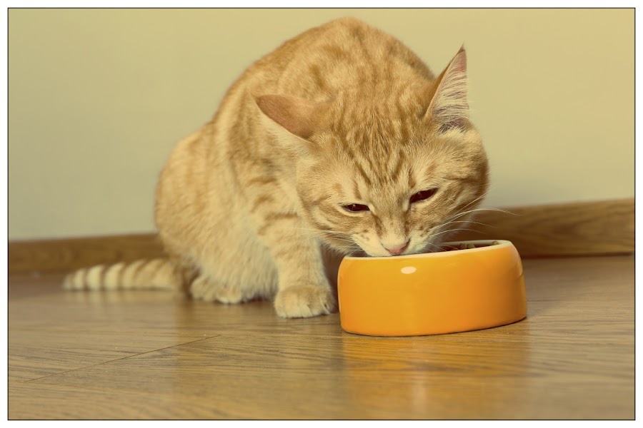 Gato junto a su plato de comida