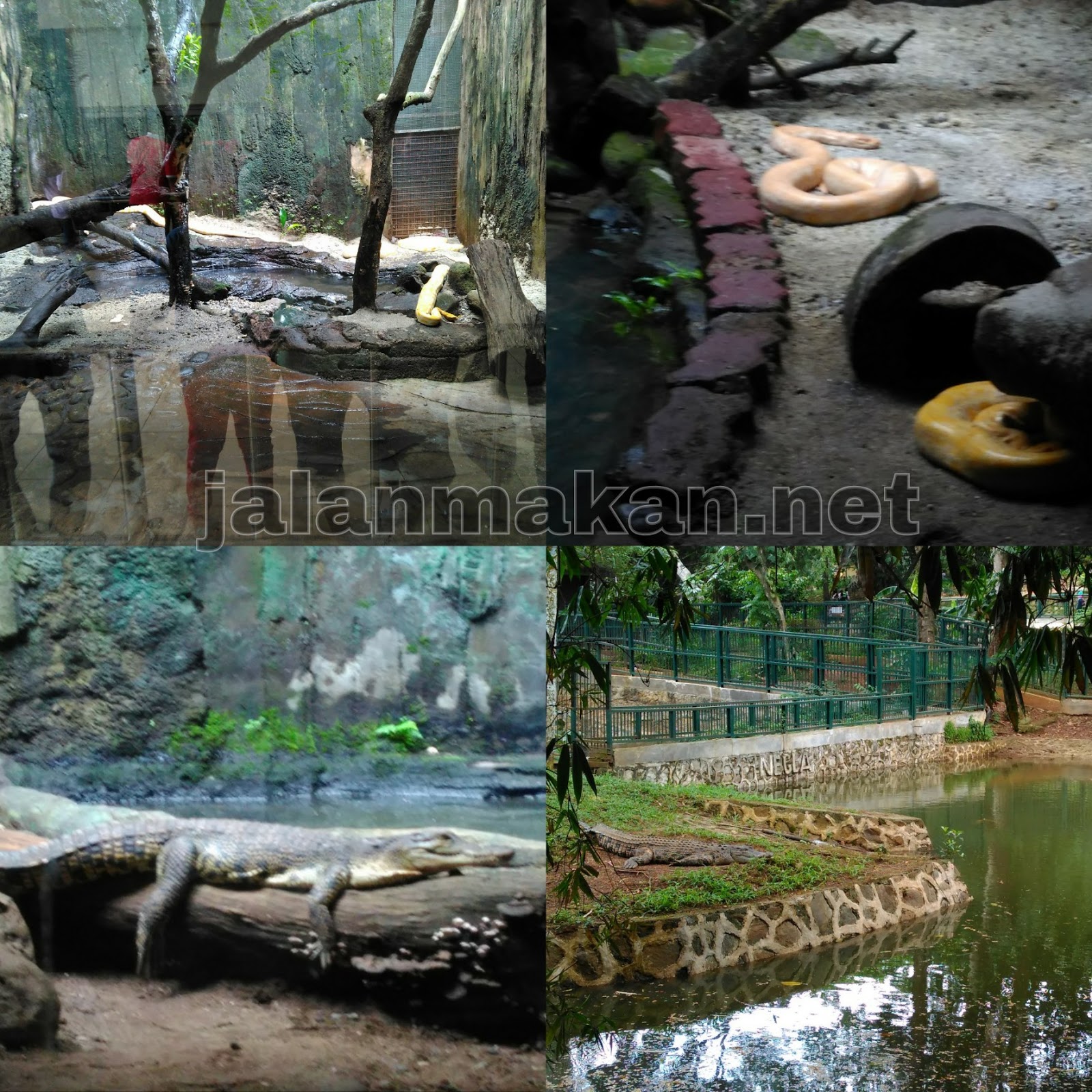 hewan lucu 2016 wisata kebun binatang ragunan