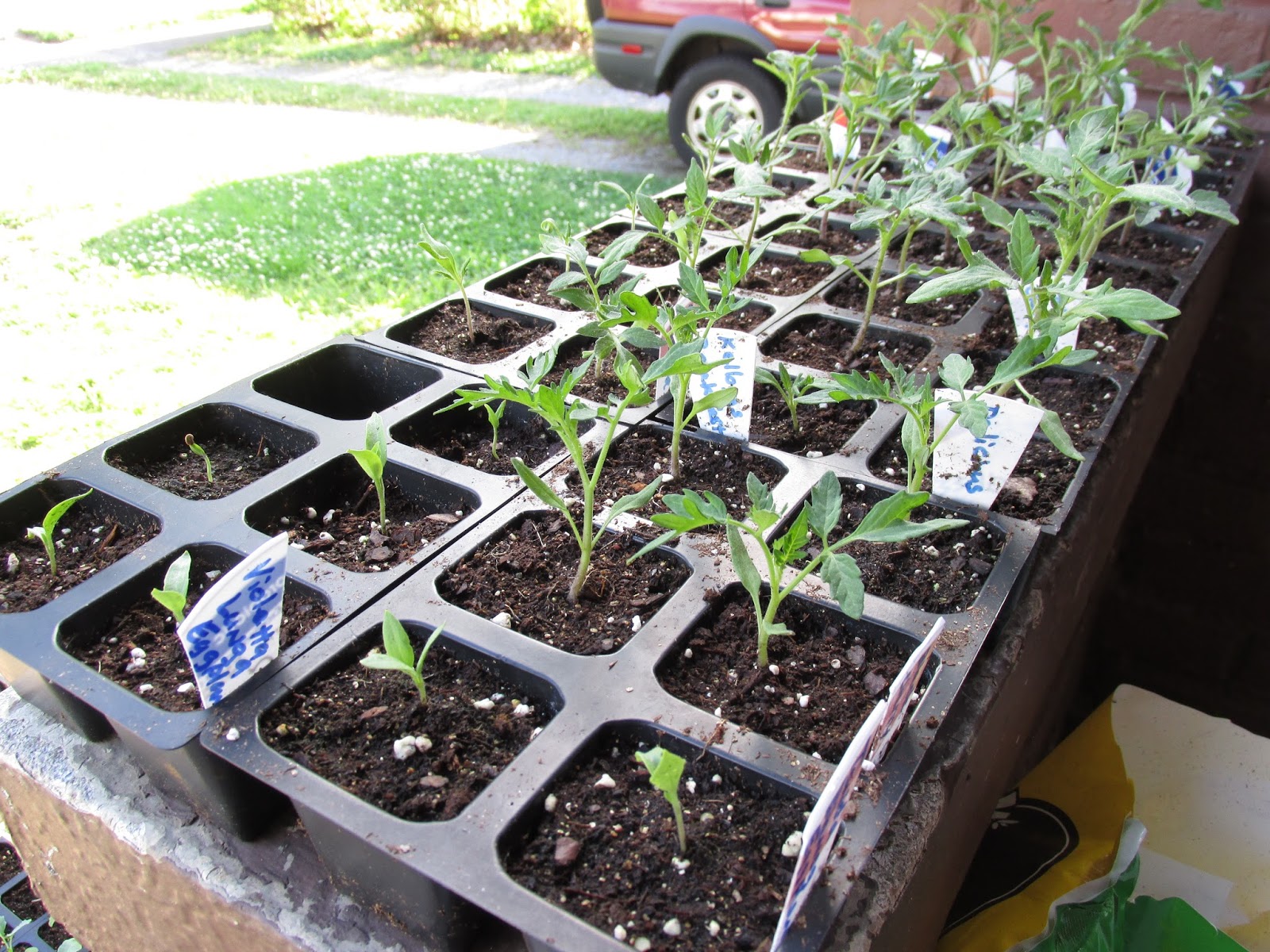 Kentucky Fried Garden Tomatoes and Brassicas All Potted Up
