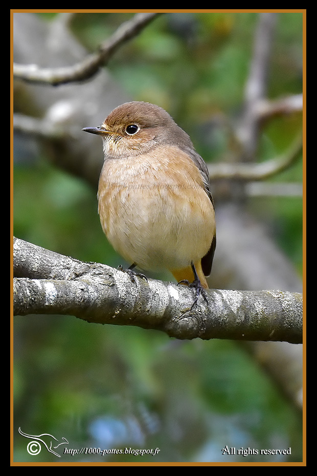 Phoenicurus phoenicurus