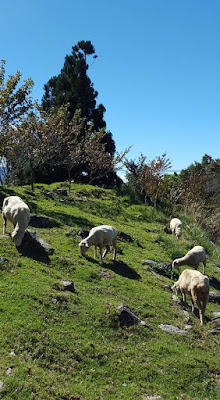 Sheep grazing at Cingjing Farm in Taiwan
