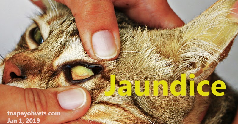 How To Treat Jaundice In Cats Treat Mania