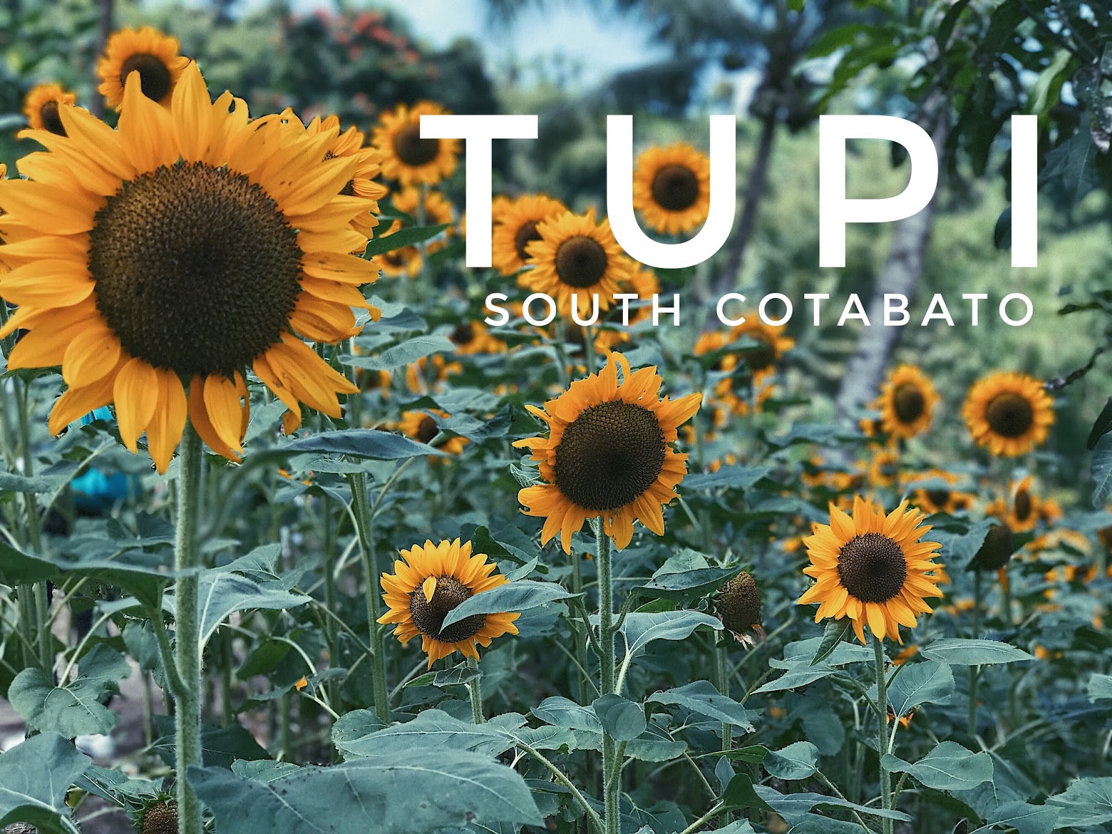 Yellow Blooms in Tupi Mindago