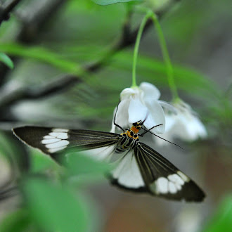 Butterfly on Wrightia Religiosa