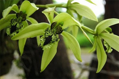 Mengenal Flora Indonesia