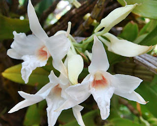 Lan Hoàng Thảo Nhất Điểm Hồng - Dendrobium Draconis Rchb.f.