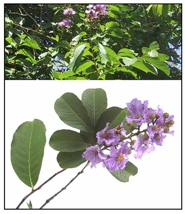 Domino BANABA HERBAL MEDICINE