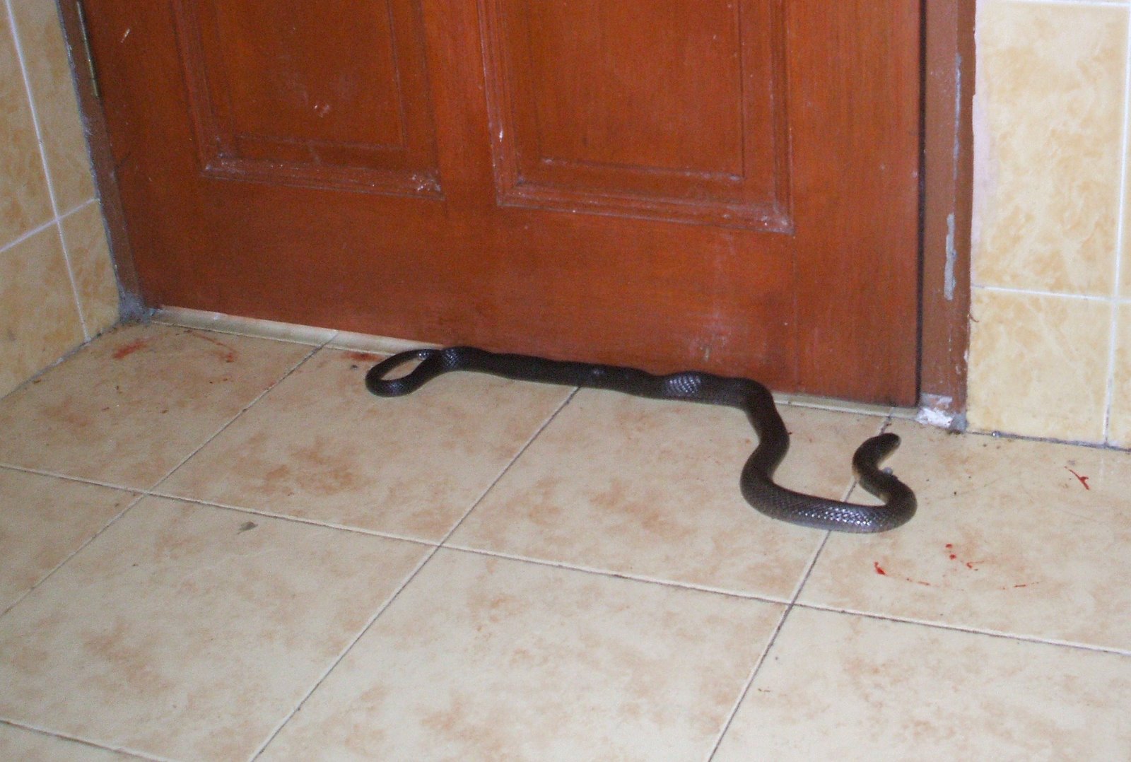 Kecil apa pertanda ular hitam rumah masuk 7 Pertanda