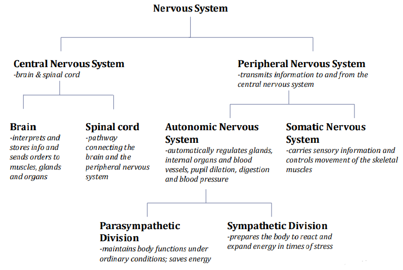 The Nervous System