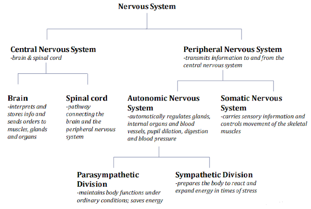 The Nervous System