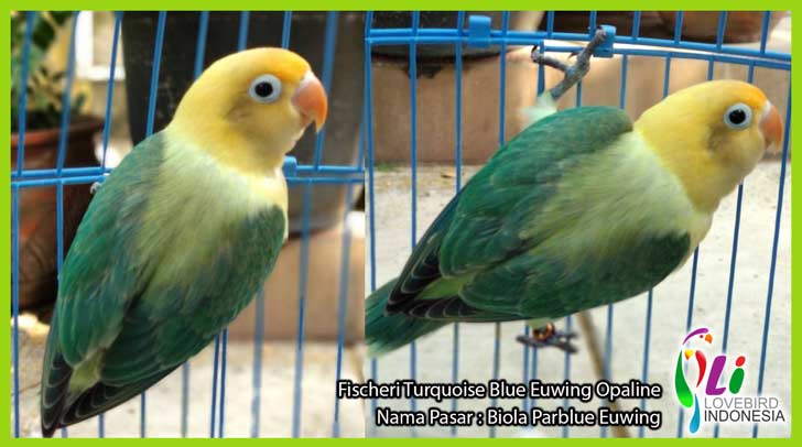 Lovebird Parblue Fc Turquoise Blue Jenis Gambar Parblue