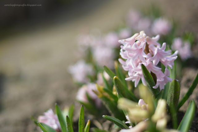 DSC_4157.JPG