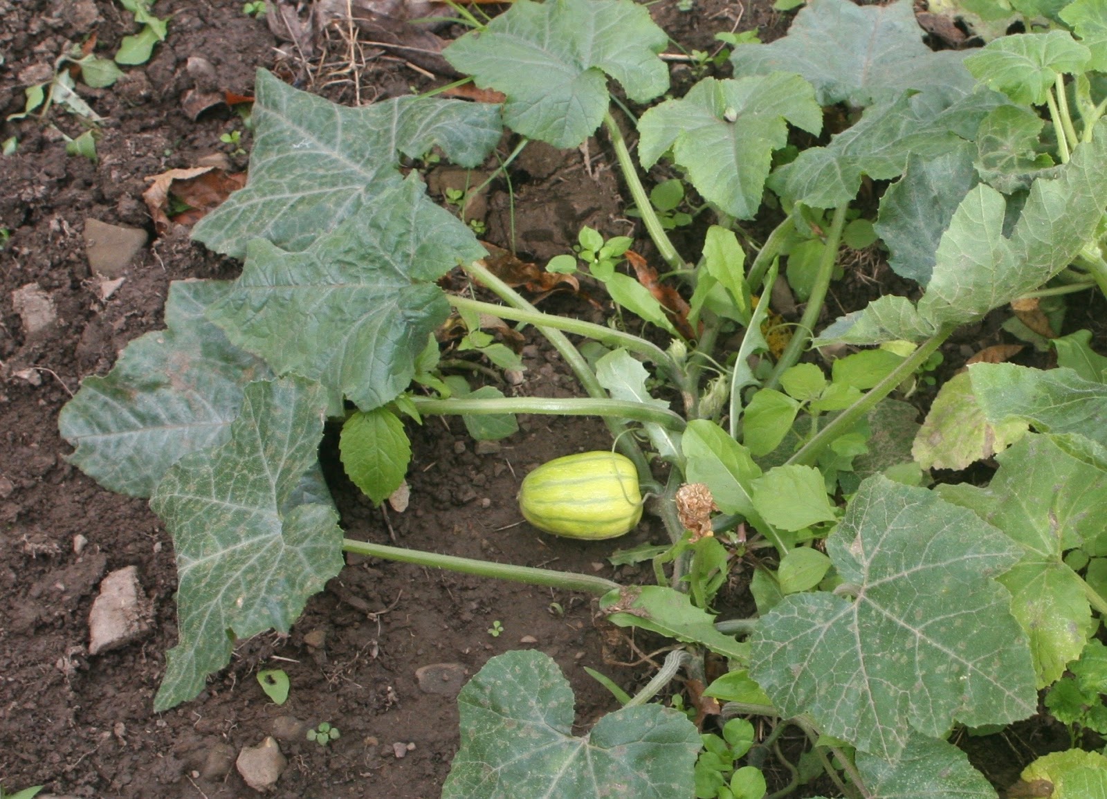 Lucindaville Delicata Squash
