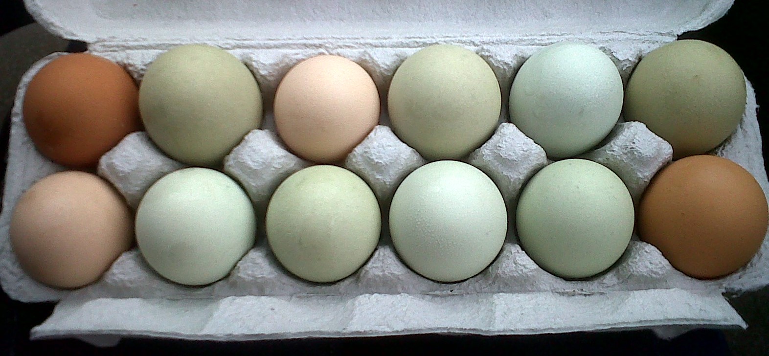 Пушкинские яйца купить. Пушкинские яйца. Olive Eggers куры.