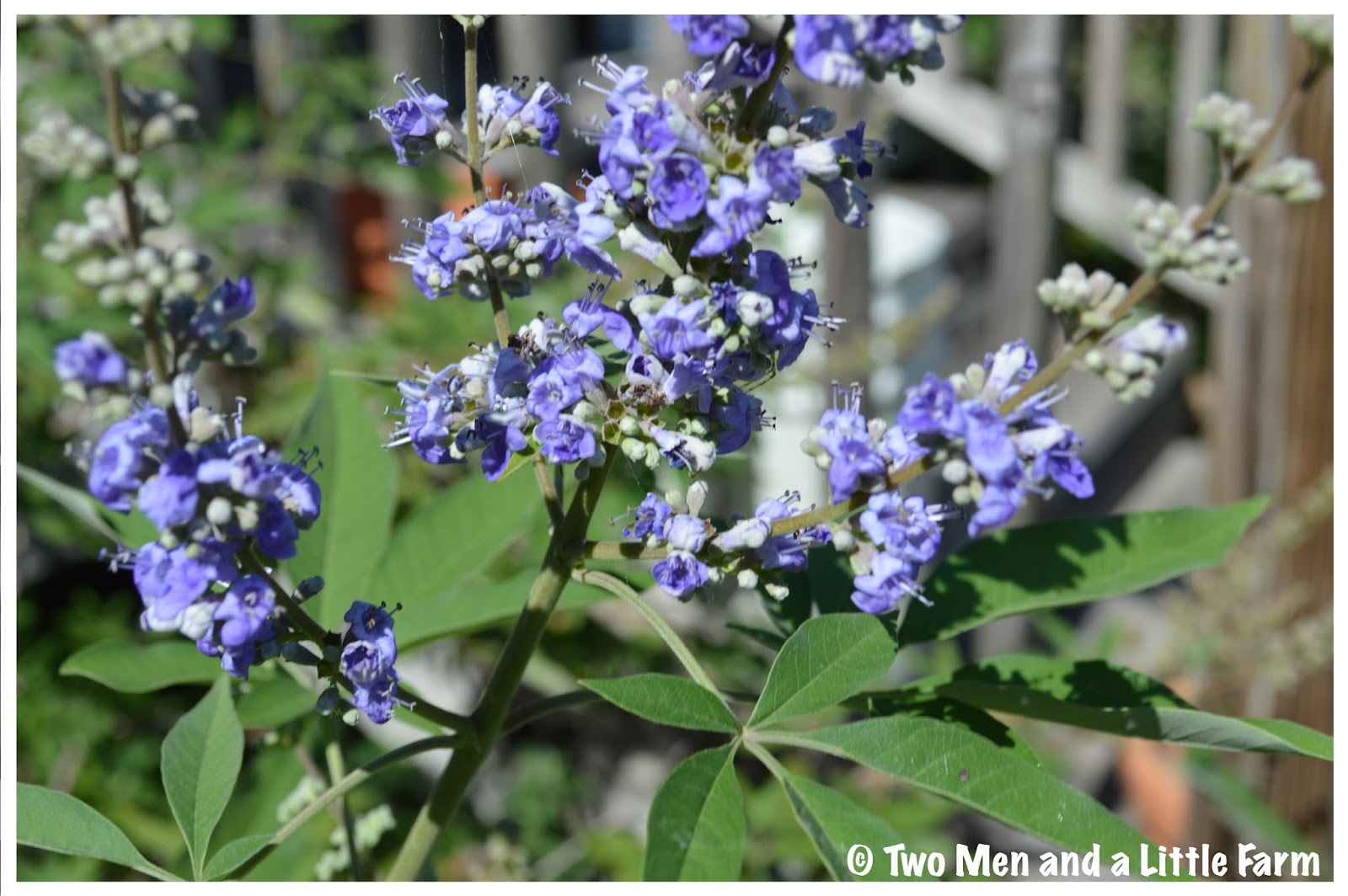 Two Men and a Little Farm: COLOR ON THE FARM