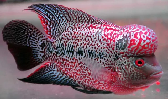 Gambar Ikan Louhan - Budidaya Ikan
