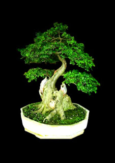 Kebun Bonsai Selorejo: Aneka Bonsai Serut Indah
