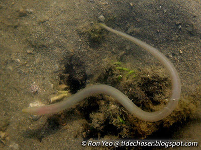 Green Worm-eel (Muraenichthys sp.)
