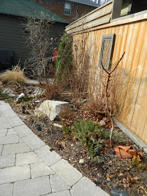 Leaside Toronto Spring Garden Cleanup before by Paul Jung Gardening Services