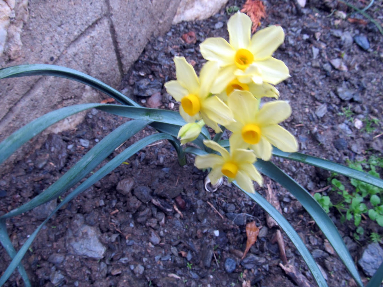 нарцисс ржев. нарцисс донау парк. нарцисс естественное освещение. Narcisse перевод. как выглядит желто синий нарцисс.