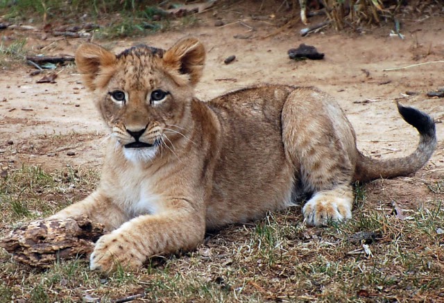 Reino Animal Leao Briga Com Filhote E Leva Bronca De Leoa