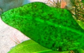 algas marinhas,algas marinhas onde comprar,algas marinhas capsulas,folha de alga,capsulas de algas marinhas,algas marinhas para que serve,algas multicelulares,algas vermelhas,algas castanhas,oxigênio,mar,rio,lagoa,ambiente aquático,animais marinhos,nutrientes,apetite sexual,minerais,cálcio,magnésio,iodo,ferro,proteínas,vitaminas B