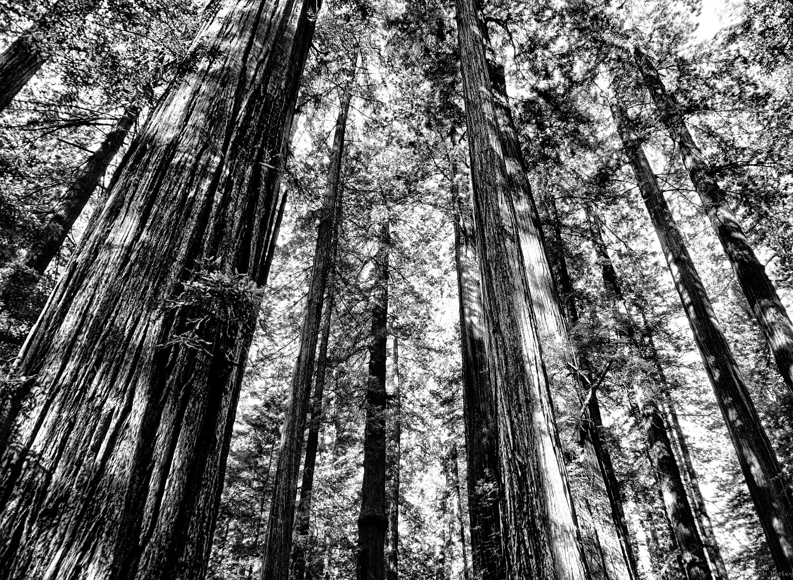 B&W Redwood Grove B&W Redwood Grove