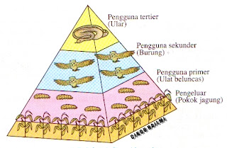Piramid Nombor