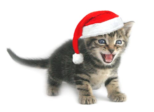 Funny Image Collection: Download Very Creative and Funny Christmas Cat ...