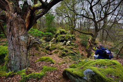 Stage photo forêt de Fontainebleau