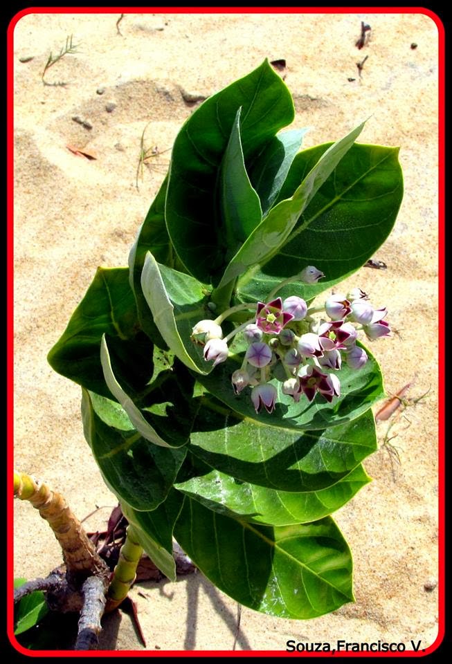 FAUNA E FLORA DO RN: Flor de seda Calotropis procera (Aiton) W. T. Aiton. ;  Flora exótica do RN.