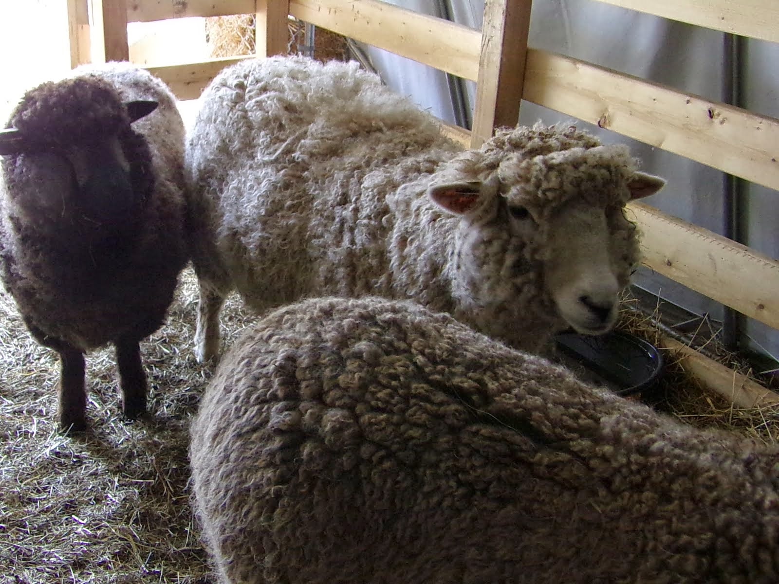 The Ladies-Our Romney Sheep