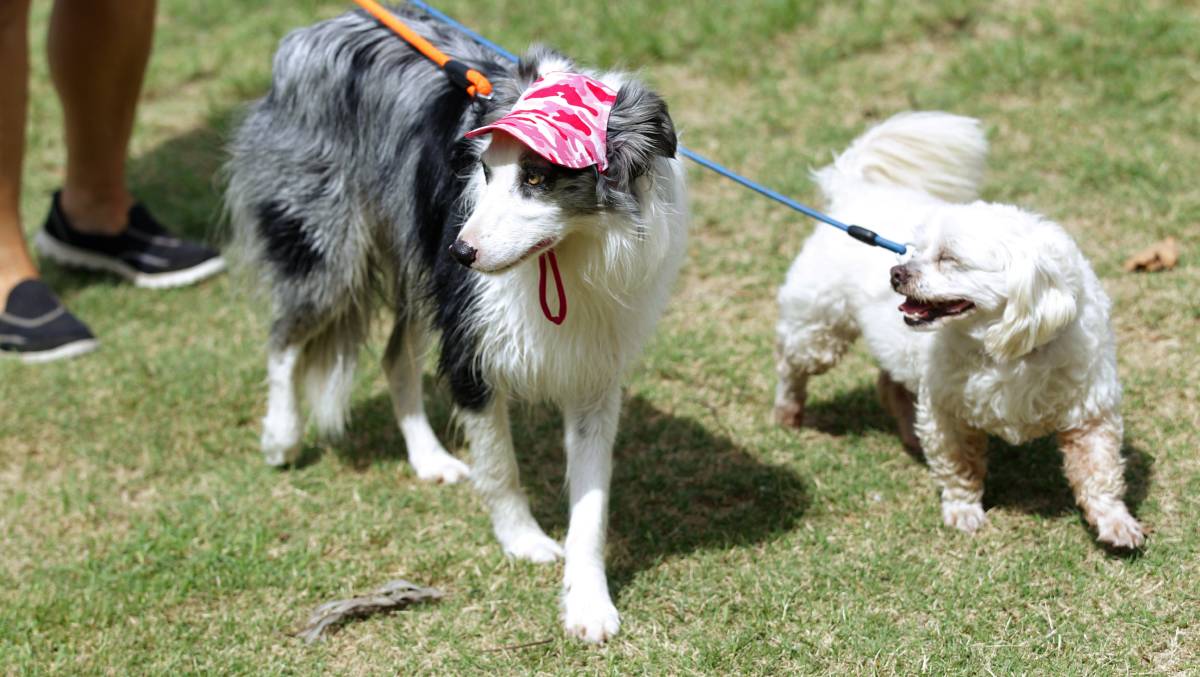 Hunter Animal Rescue 12th Pets Picnic May 6 Australian Dog Lover