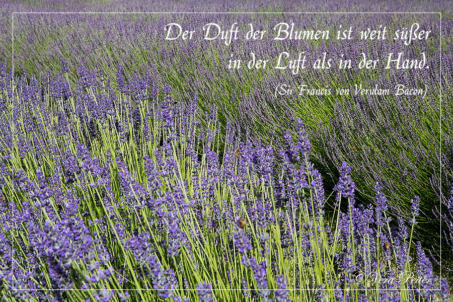 Artifactum Ver Bilis Blog Zitat Im Bild Uber Den Duft Der Blumen