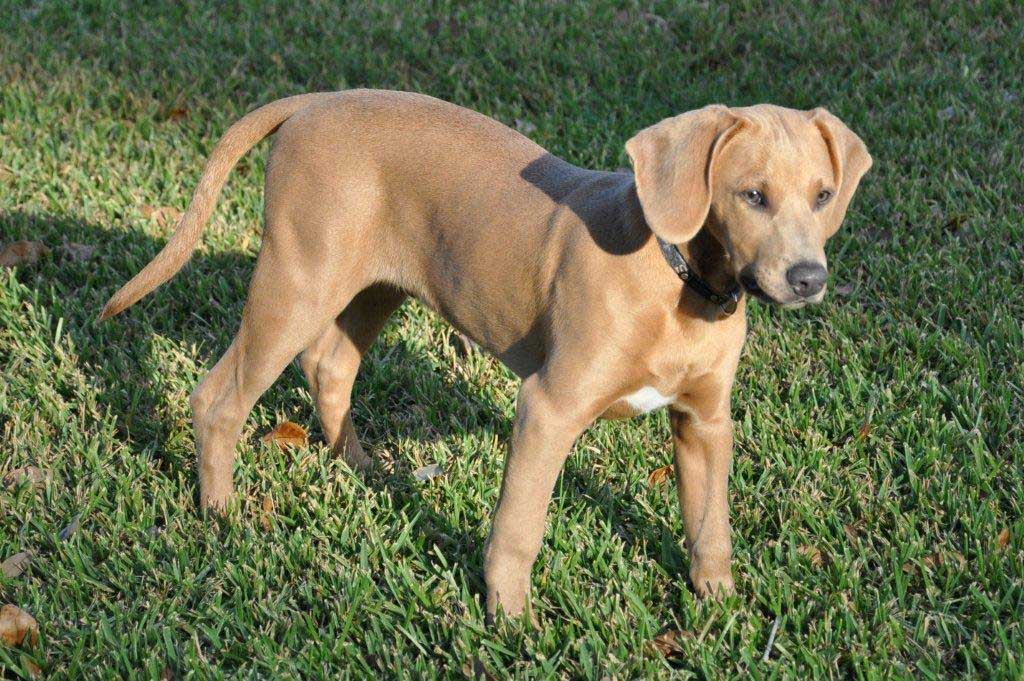 BORNTOTRACK BLOG Pictures of young Red Lacy