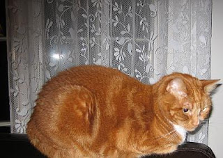 Milo muslim christmas lights