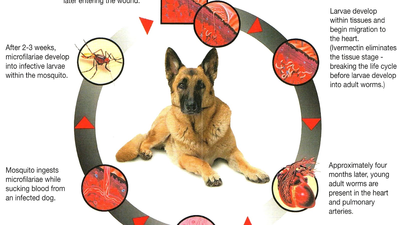 German Shepherd Diseases German Choices