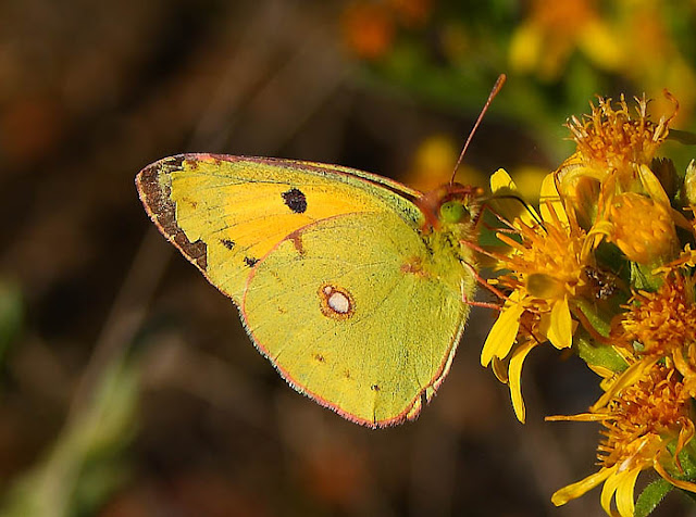 Common Clouded Yellow (Colias croceus) butterfly