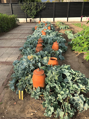 Cabbages and rhubarb forcing pots.