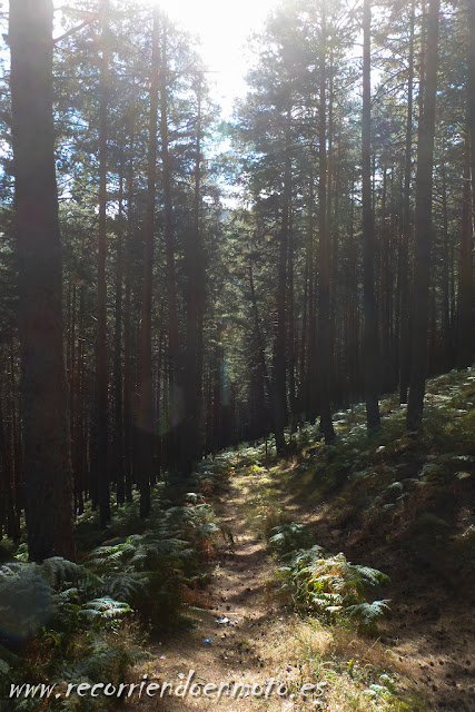 pinos en puerto de Navafría, Madrid