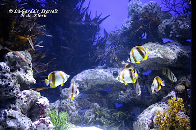 Two Oceans Aquarium